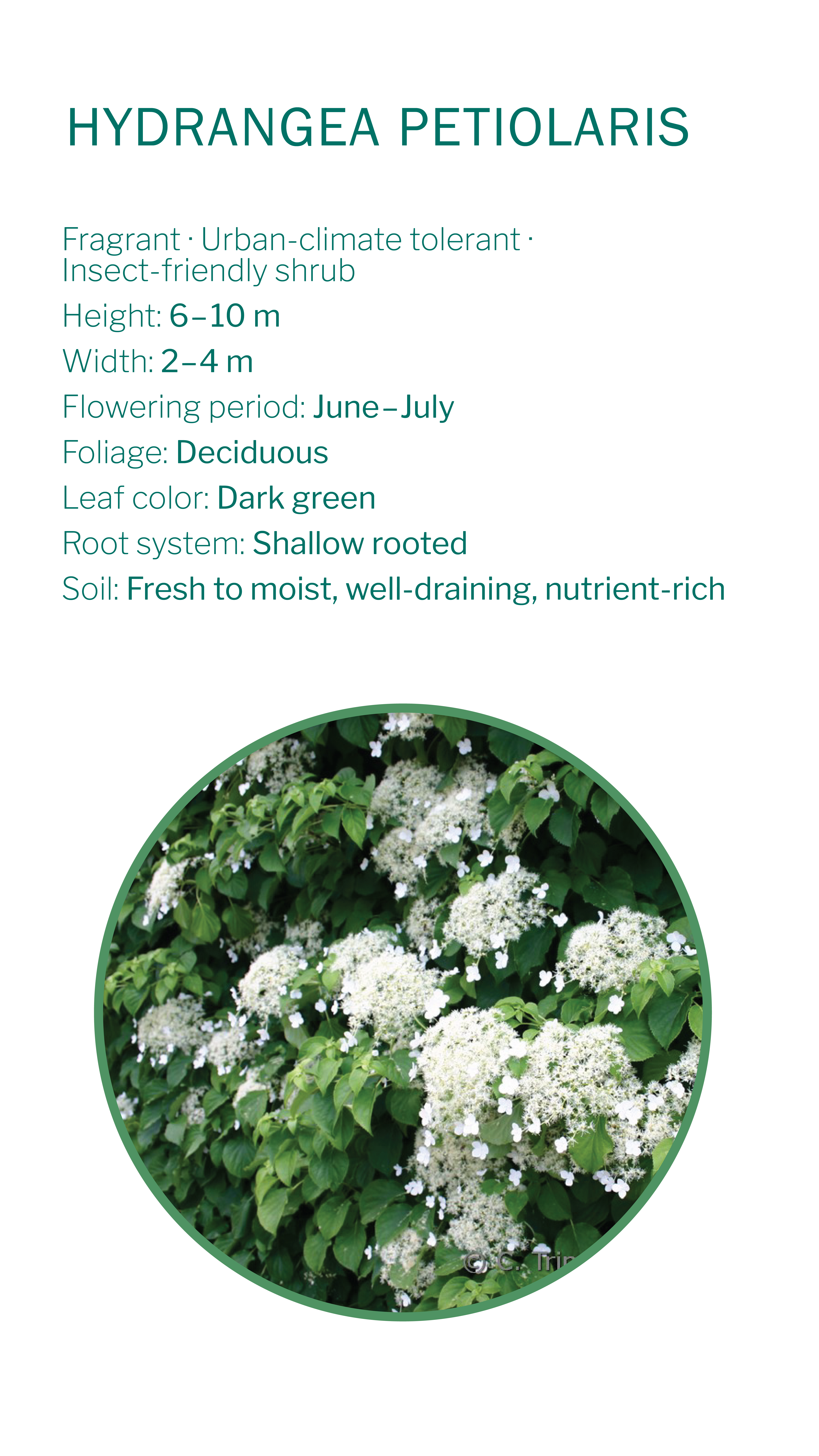 climbing-plants-17_2026