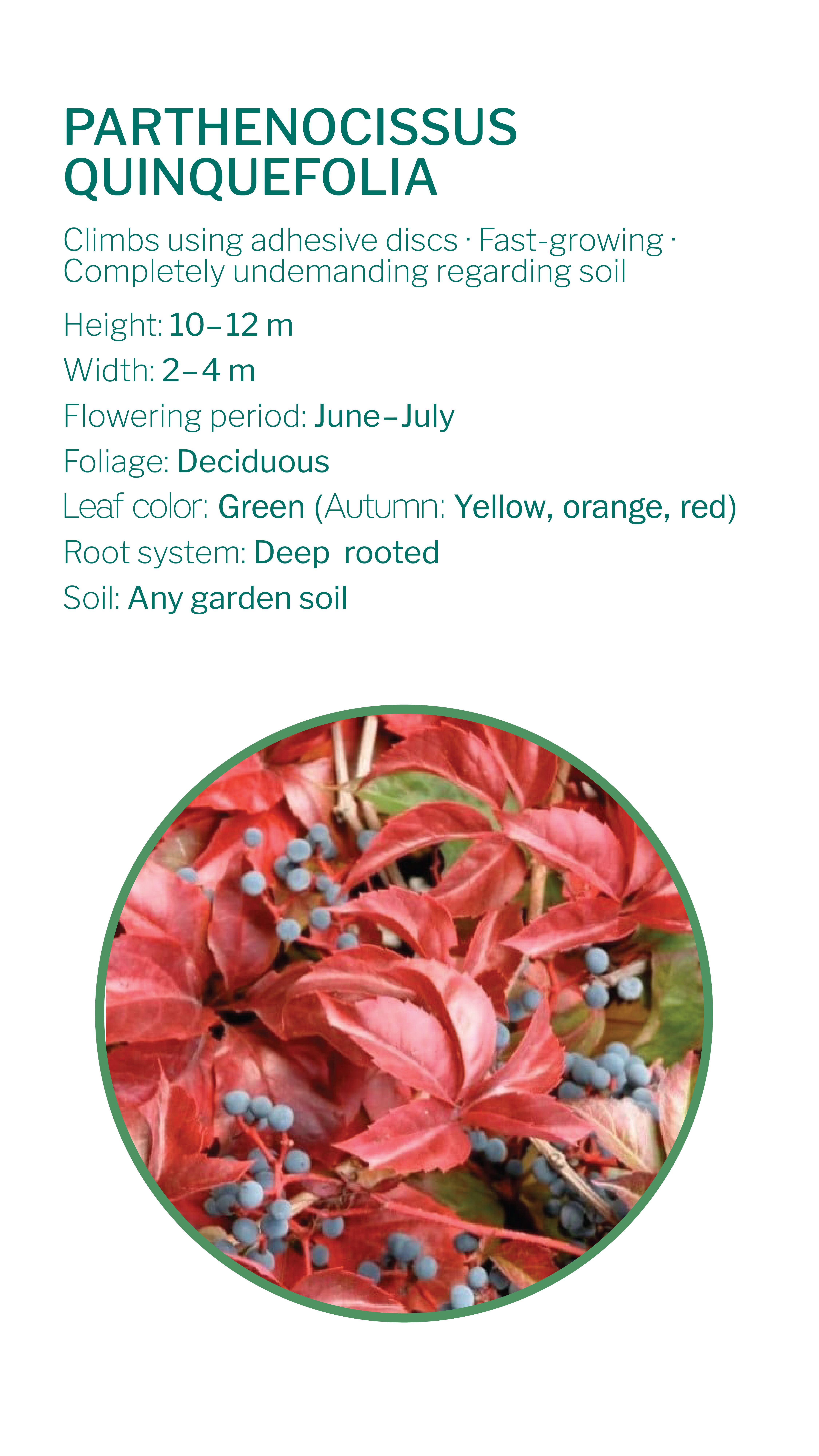 climbing-plants-19_2026