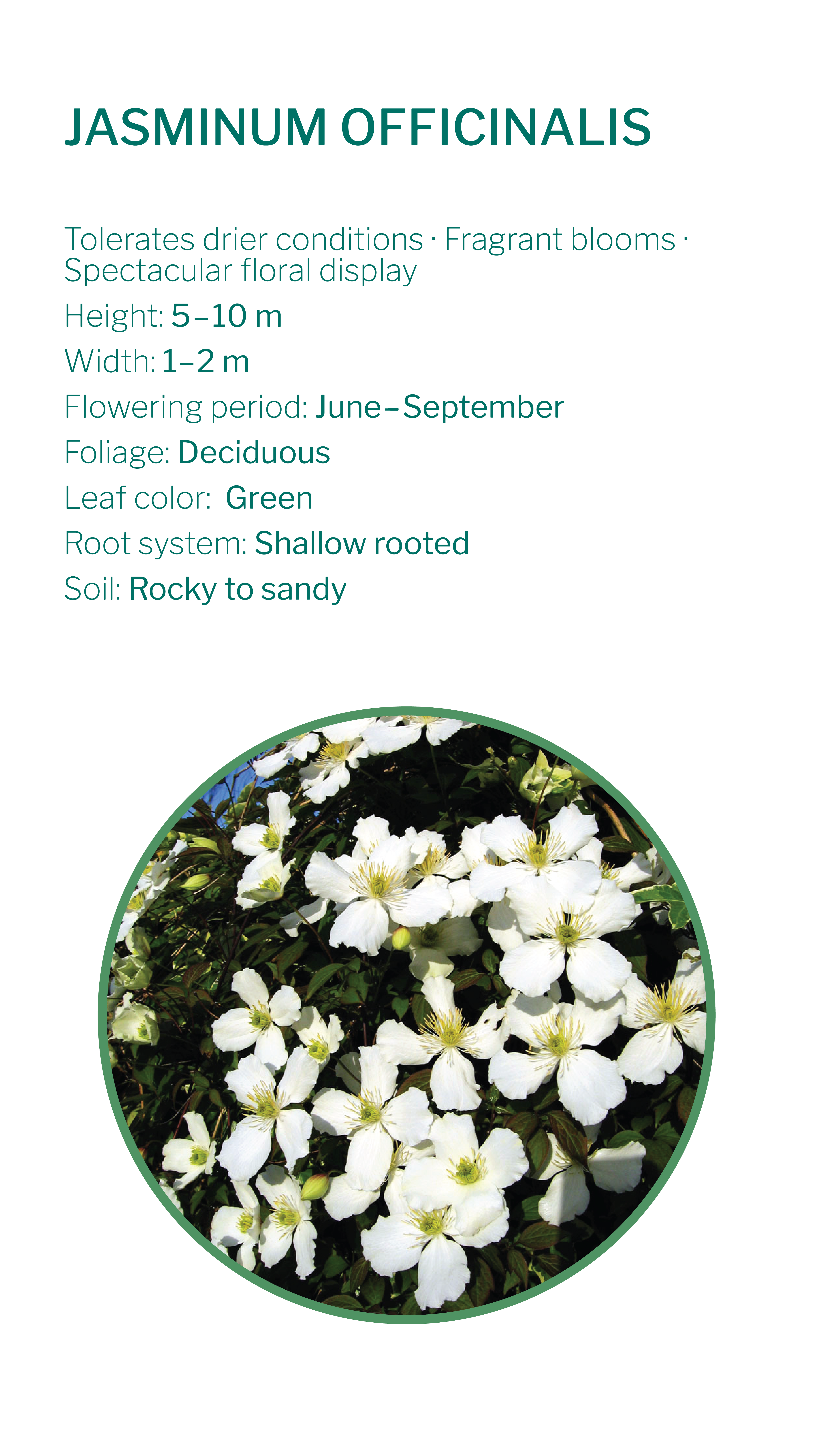 climbing-plants-24_2026