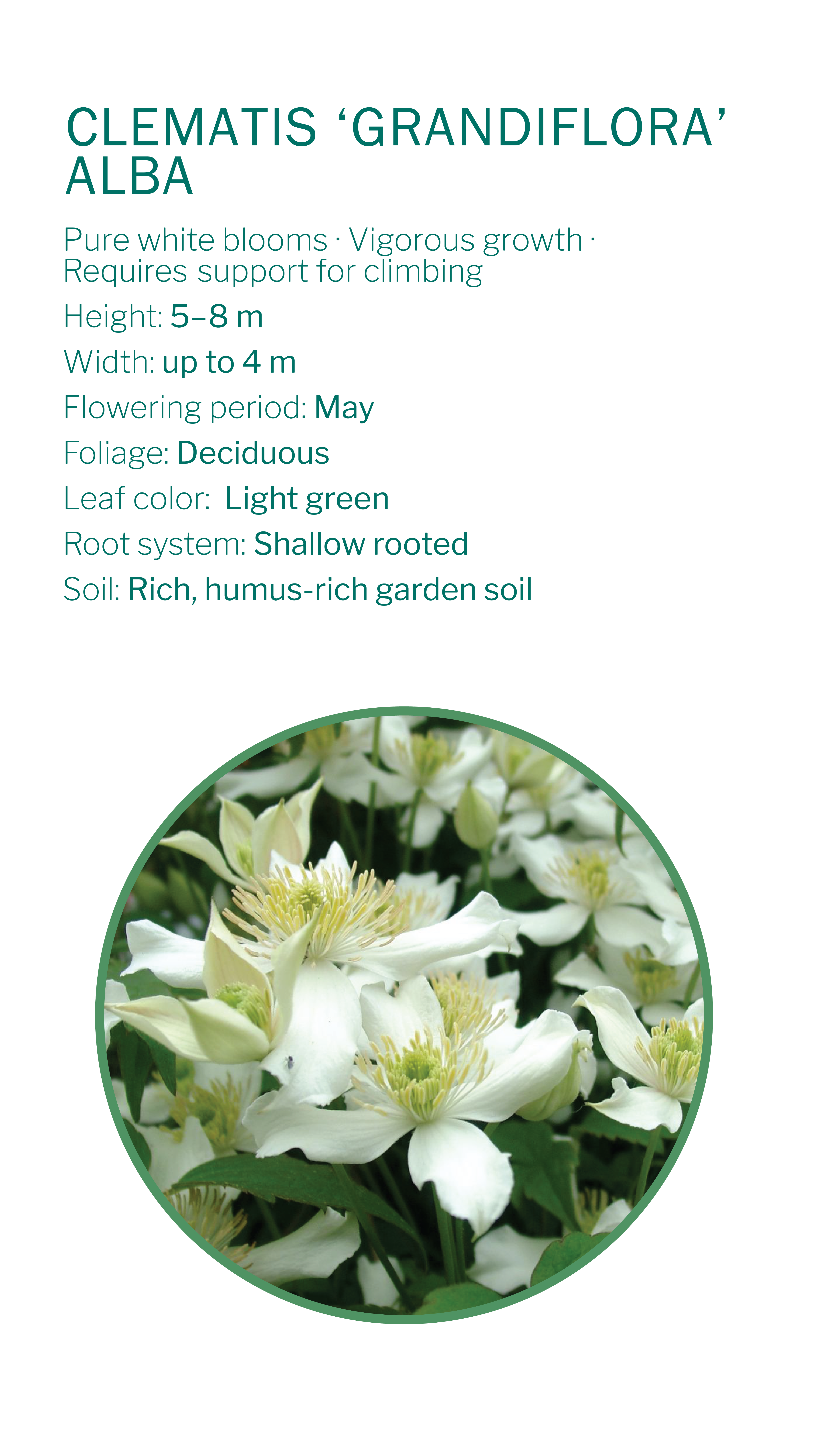 climbing-plants-25_2026